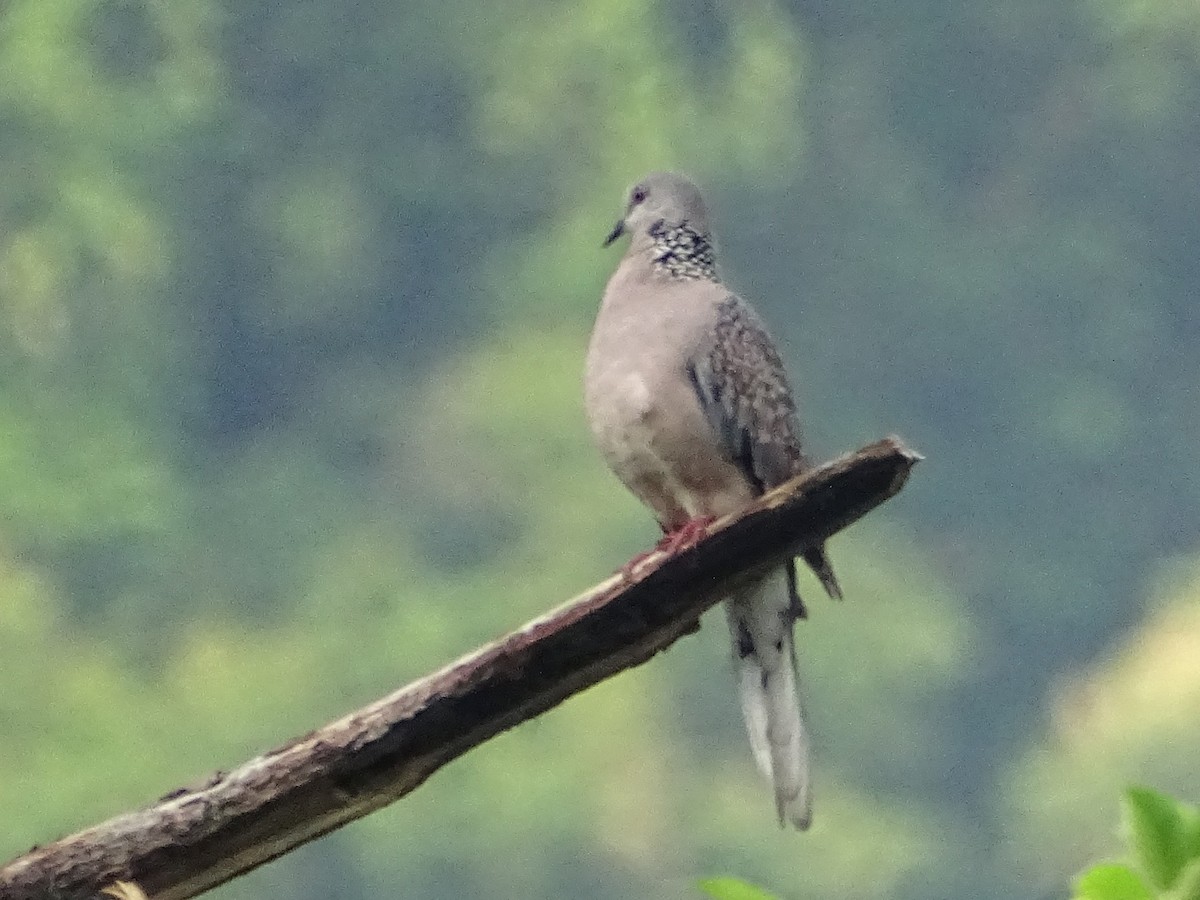 Spotted Dove - ML619382744