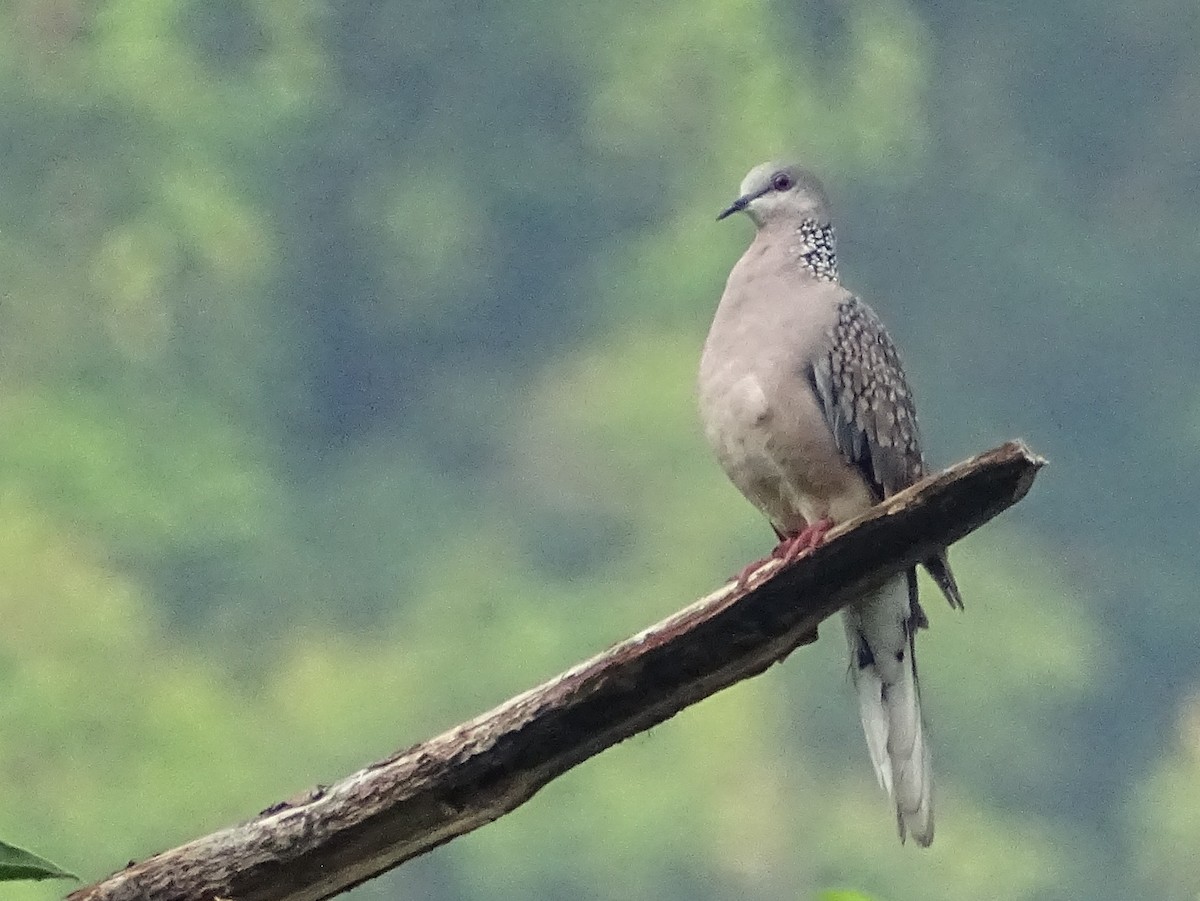 Spotted Dove - ML619382745