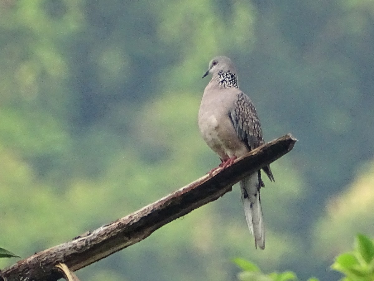 Spotted Dove - ML619382746