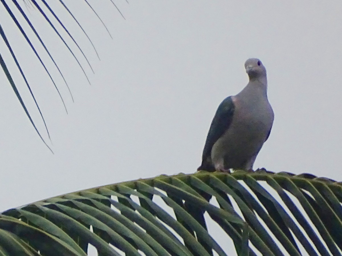 Green Imperial-Pigeon - ML619382751