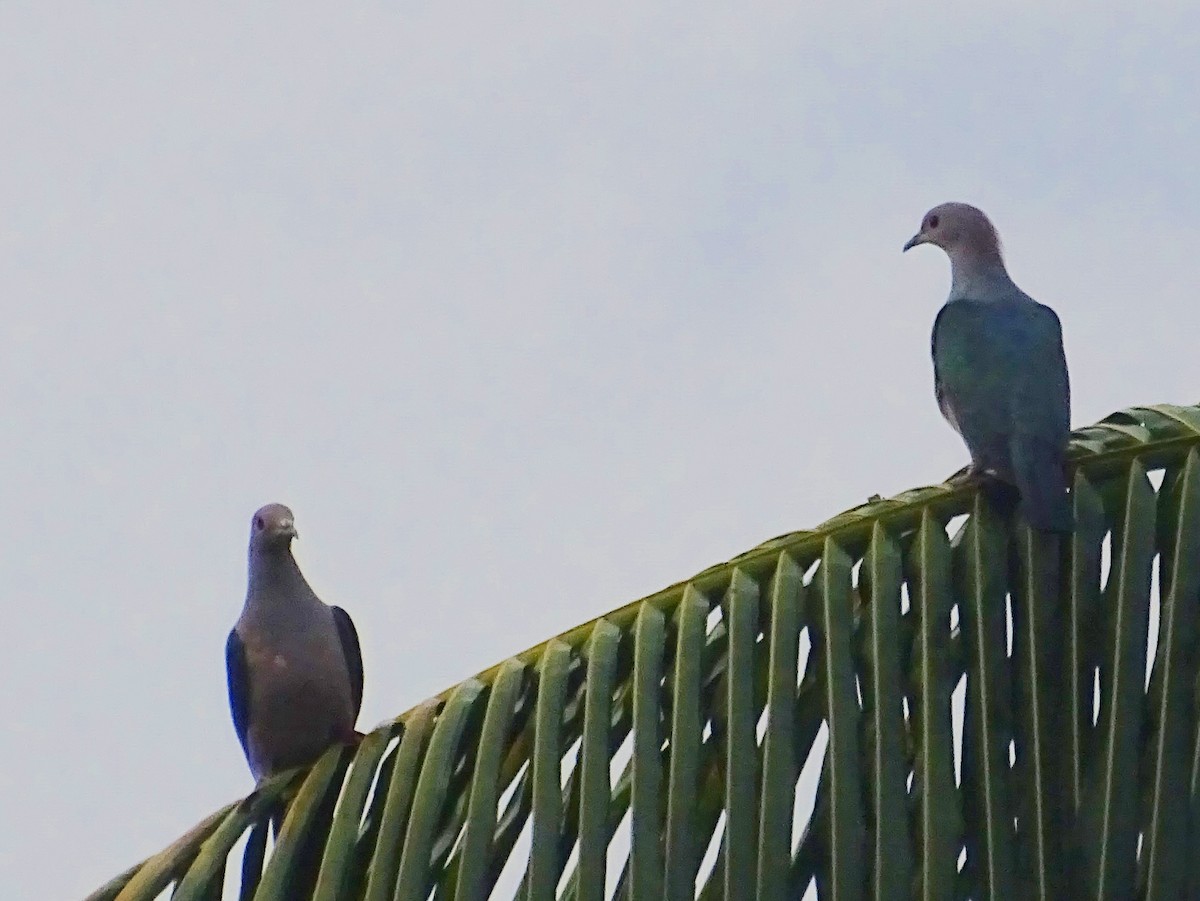 Green Imperial-Pigeon - ML619382752