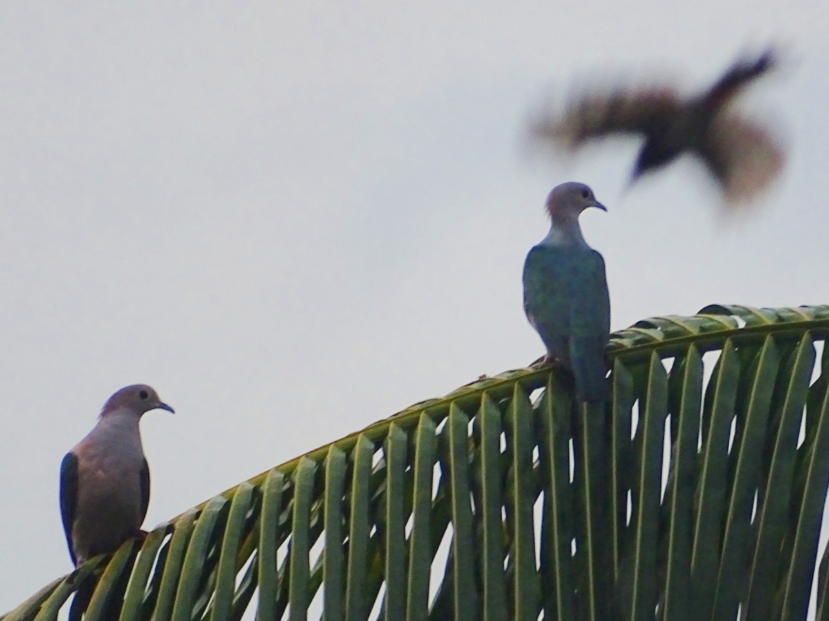 Green Imperial-Pigeon - ML619382753