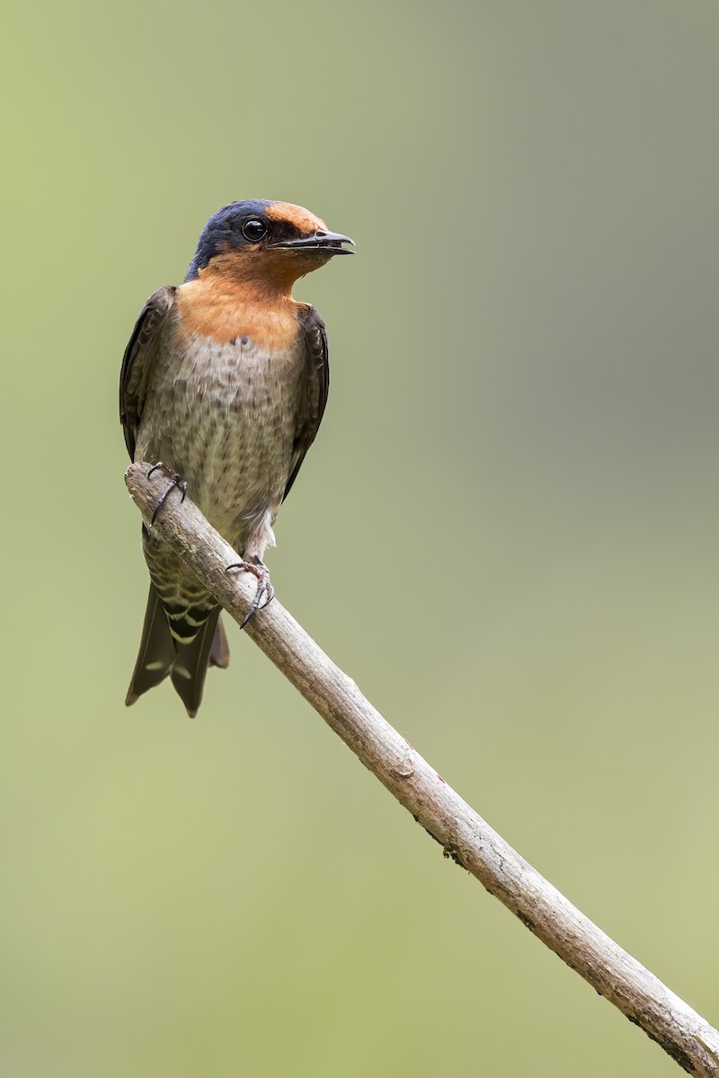 Pacific Swallow - ML619382767