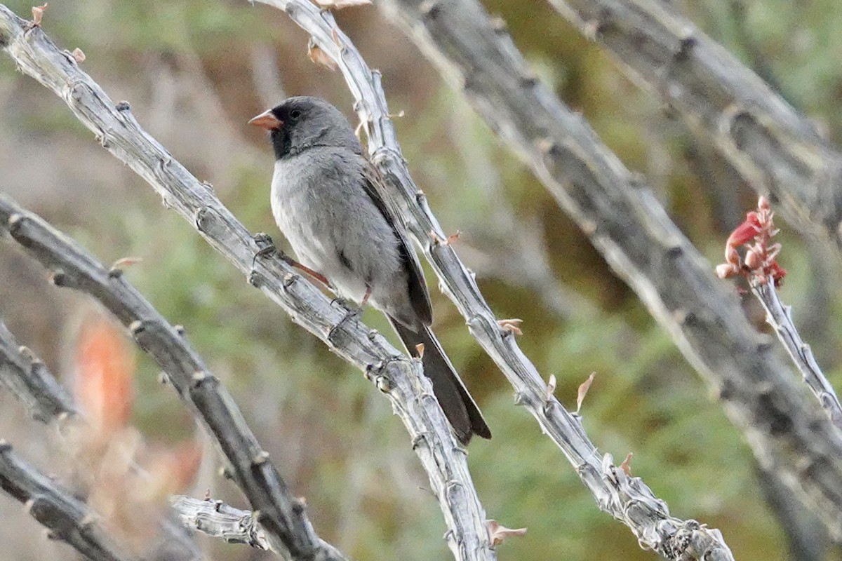 Black-chinned Sparrow - ML619382772