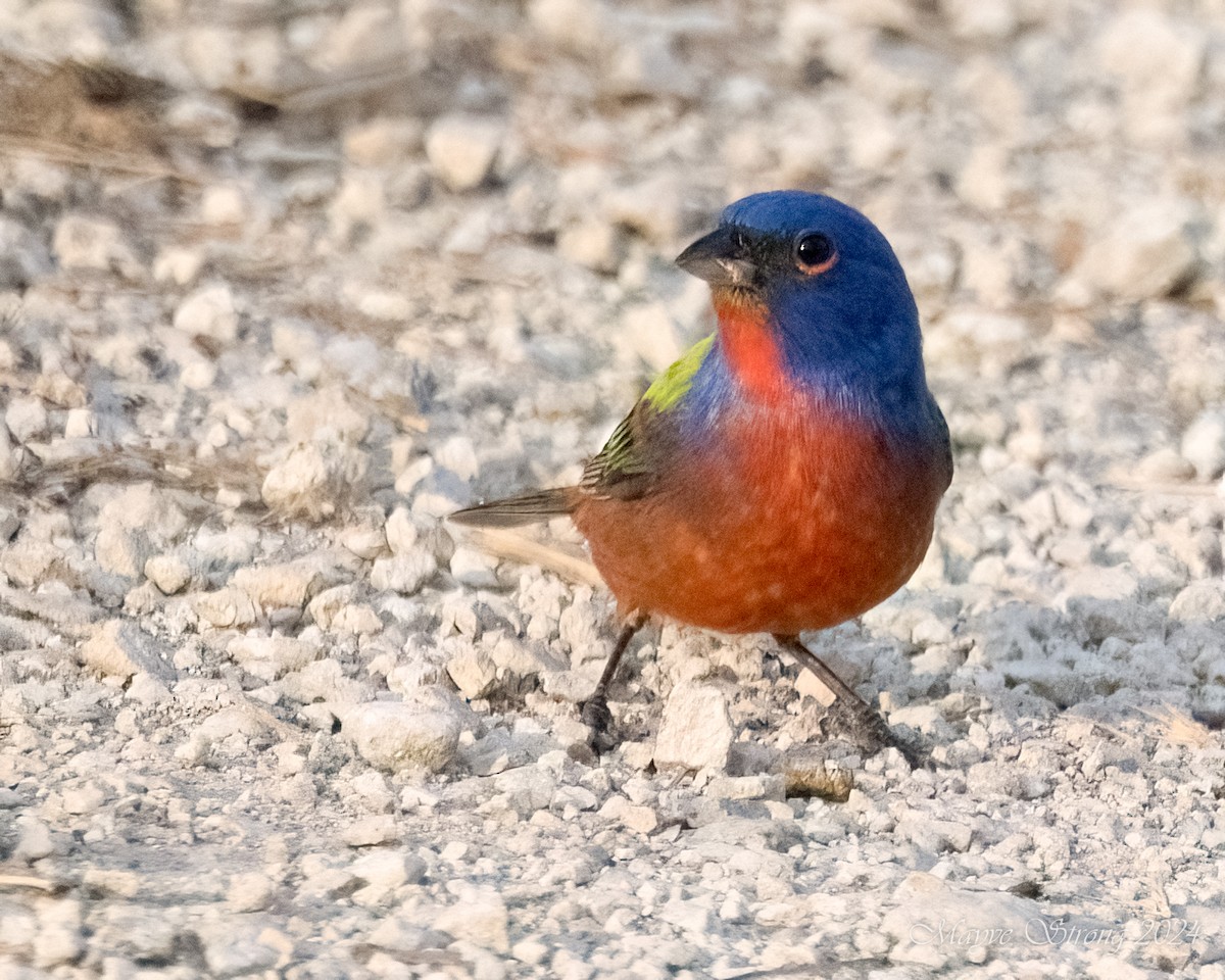 Painted Bunting - ML619382775