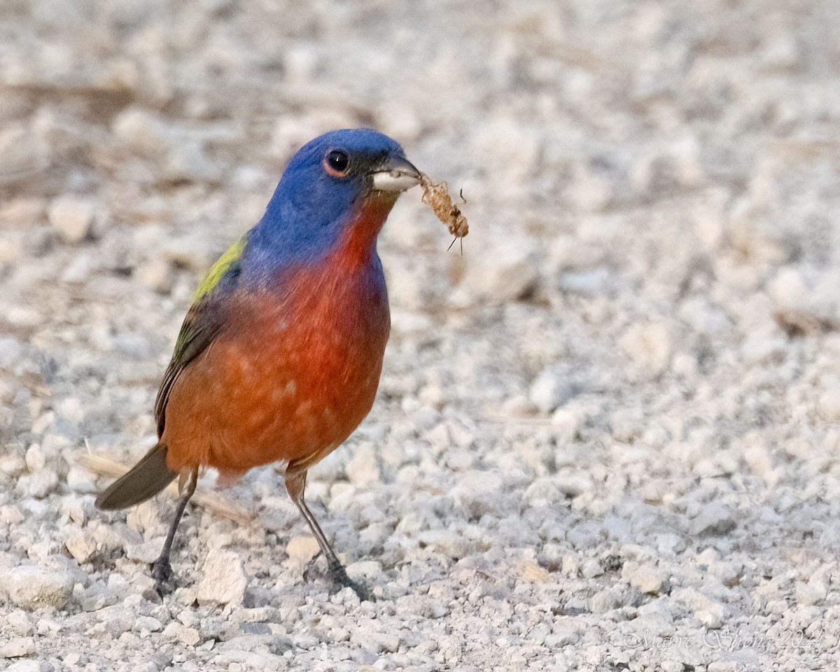Painted Bunting - ML619382776
