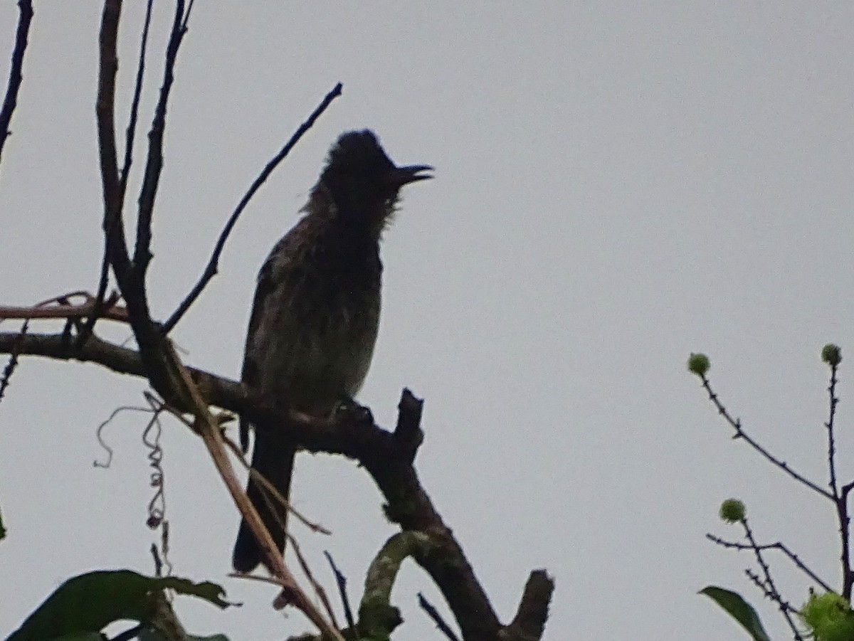 Red-vented Bulbul - ML619382826