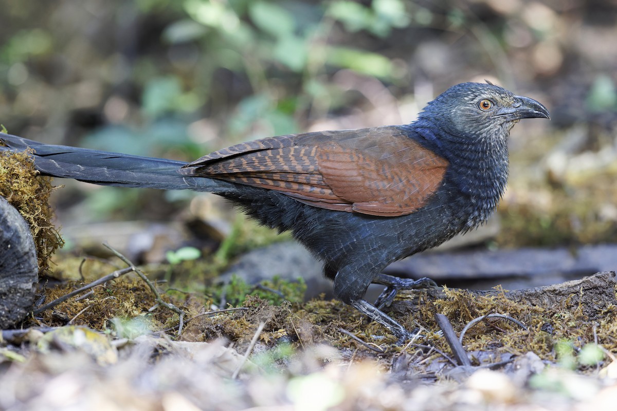 Greater Coucal - ML619382848