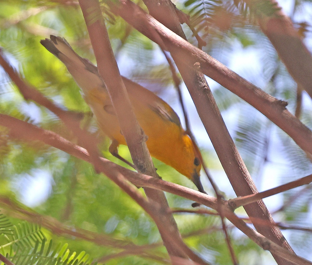Prothonotary Warbler - ML619382866