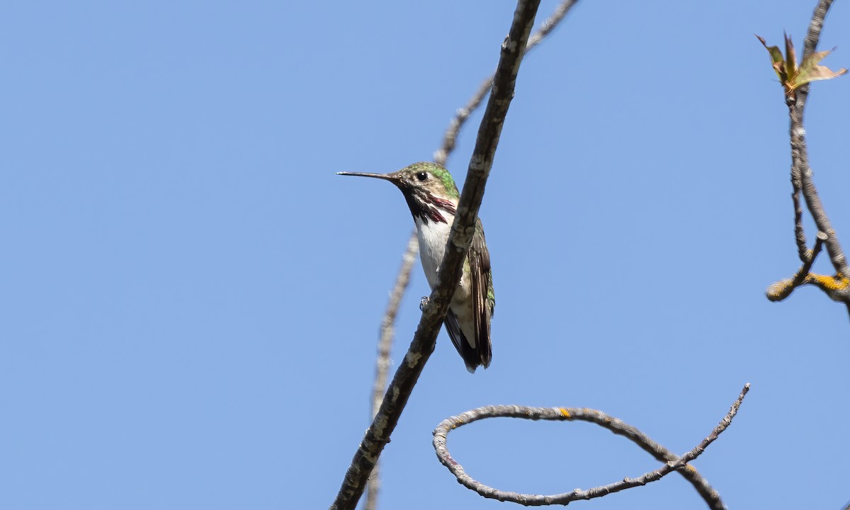 Calliope Hummingbird - ML619382911