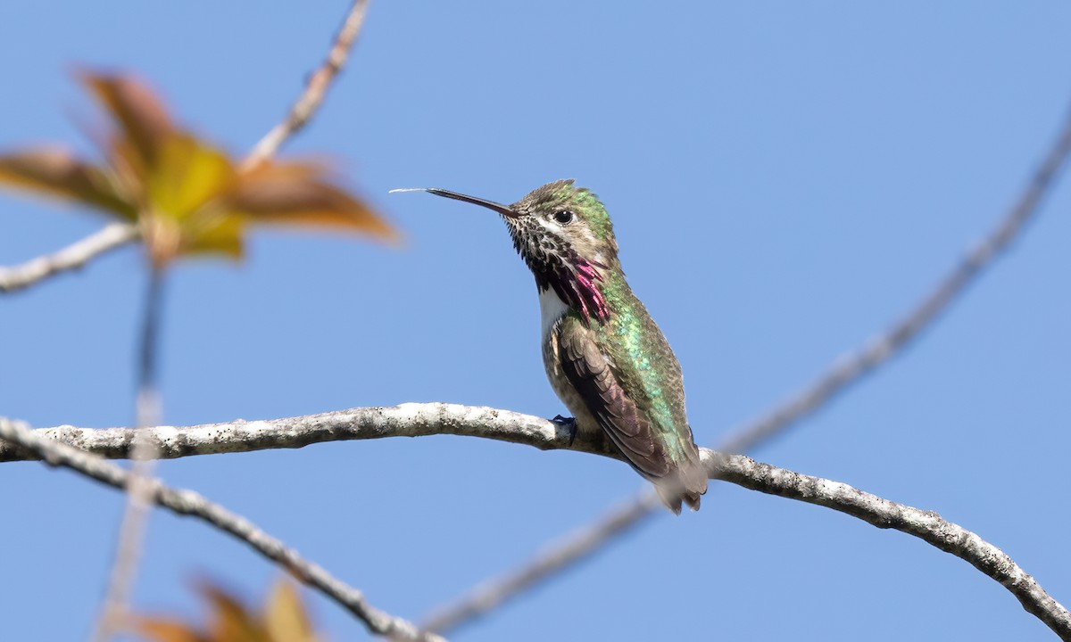 Calliope Hummingbird - ML619382914