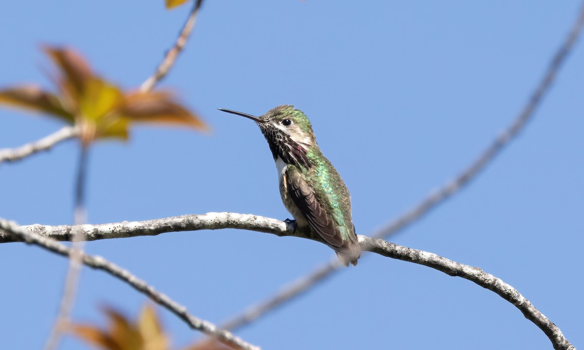 Calliope Hummingbird - ML619382915
