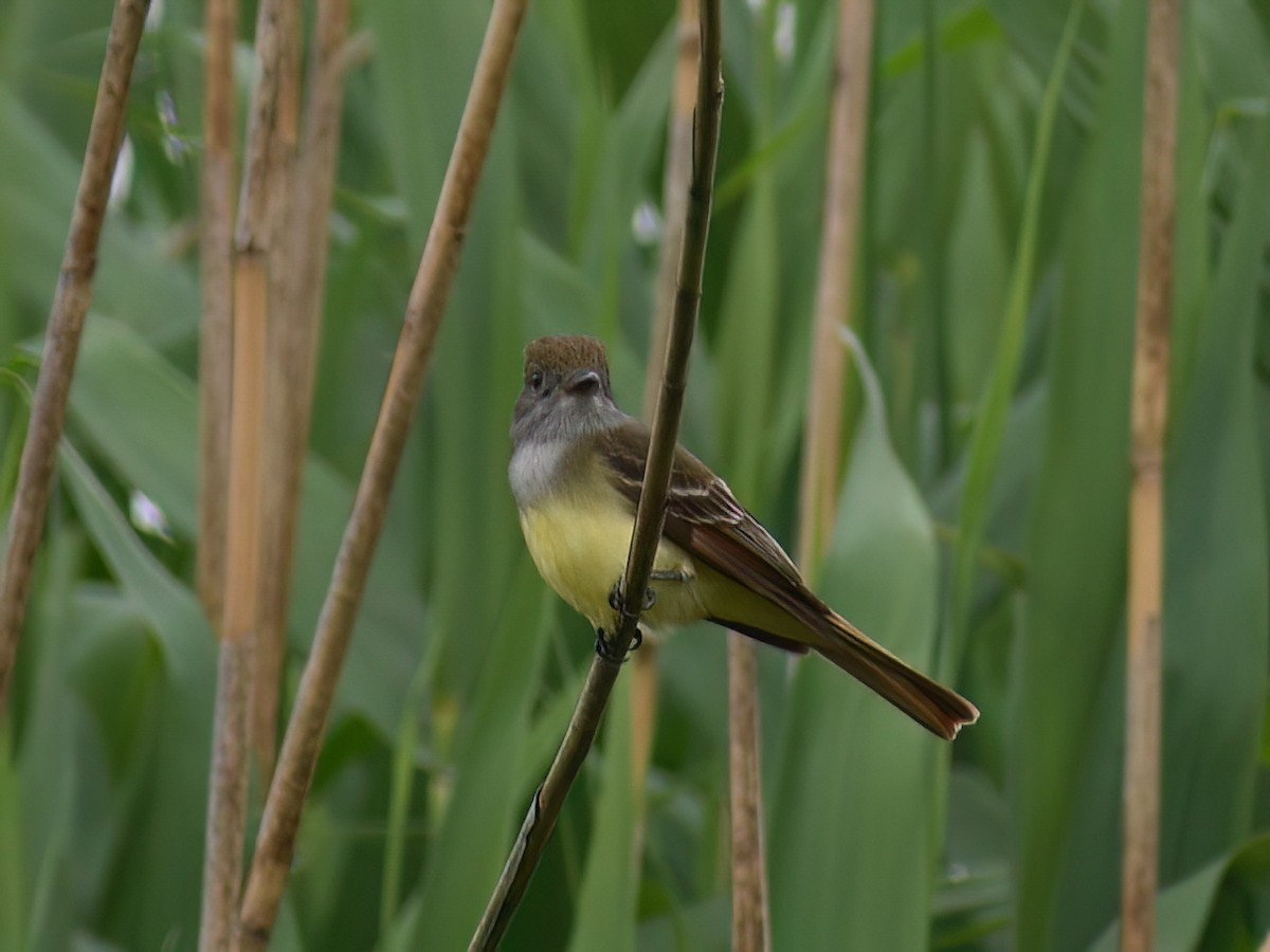 Great Crested Flycatcher - ML619382929