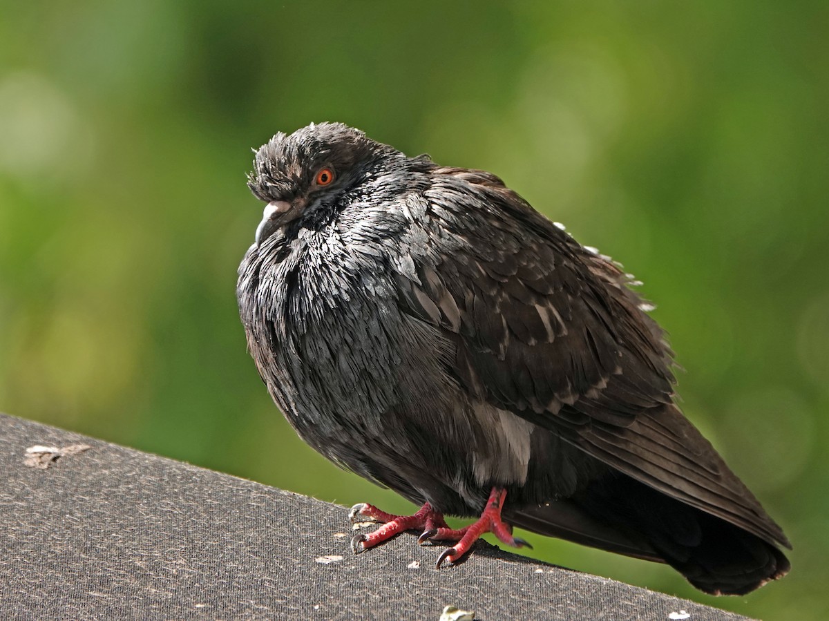 Rock Pigeon (Feral Pigeon) - ML619382956