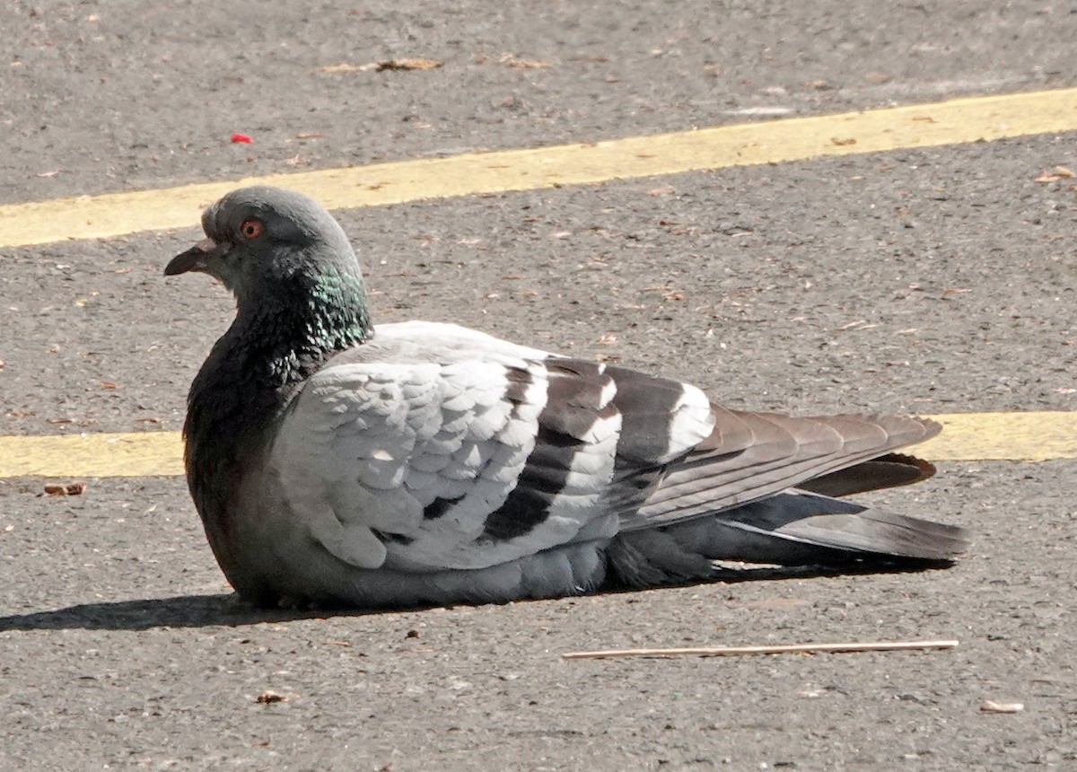 Rock Pigeon (Feral Pigeon) - ML619382957