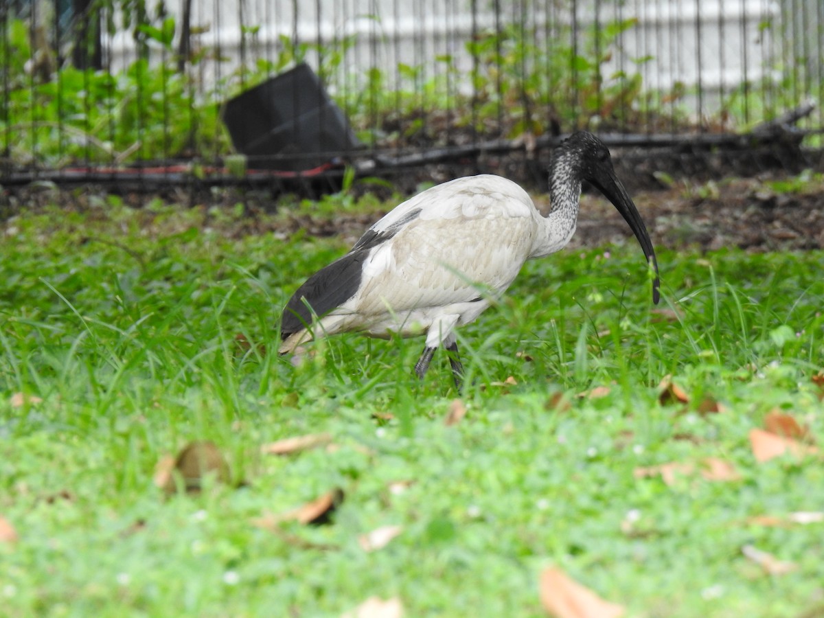 ibis australský - ML619382959