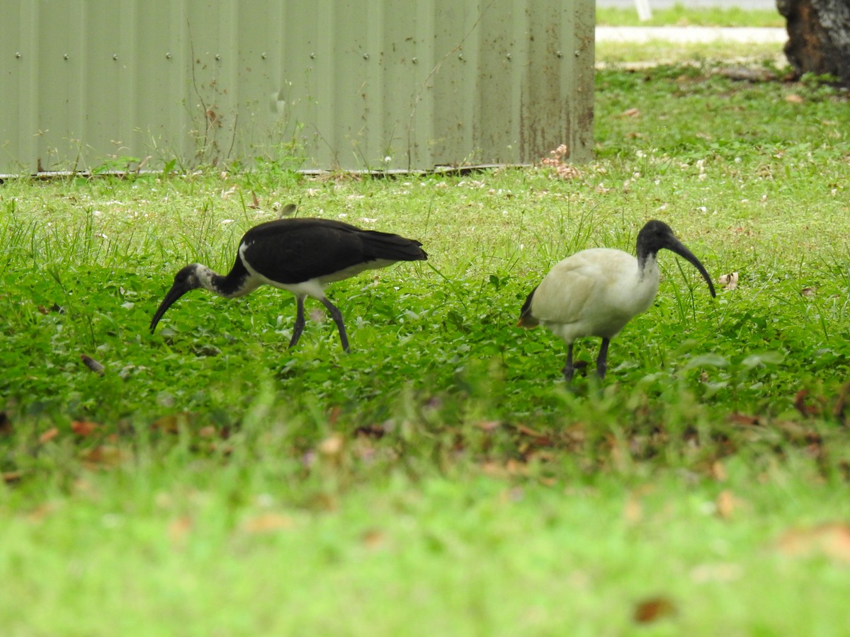 ibis australský - ML619382960