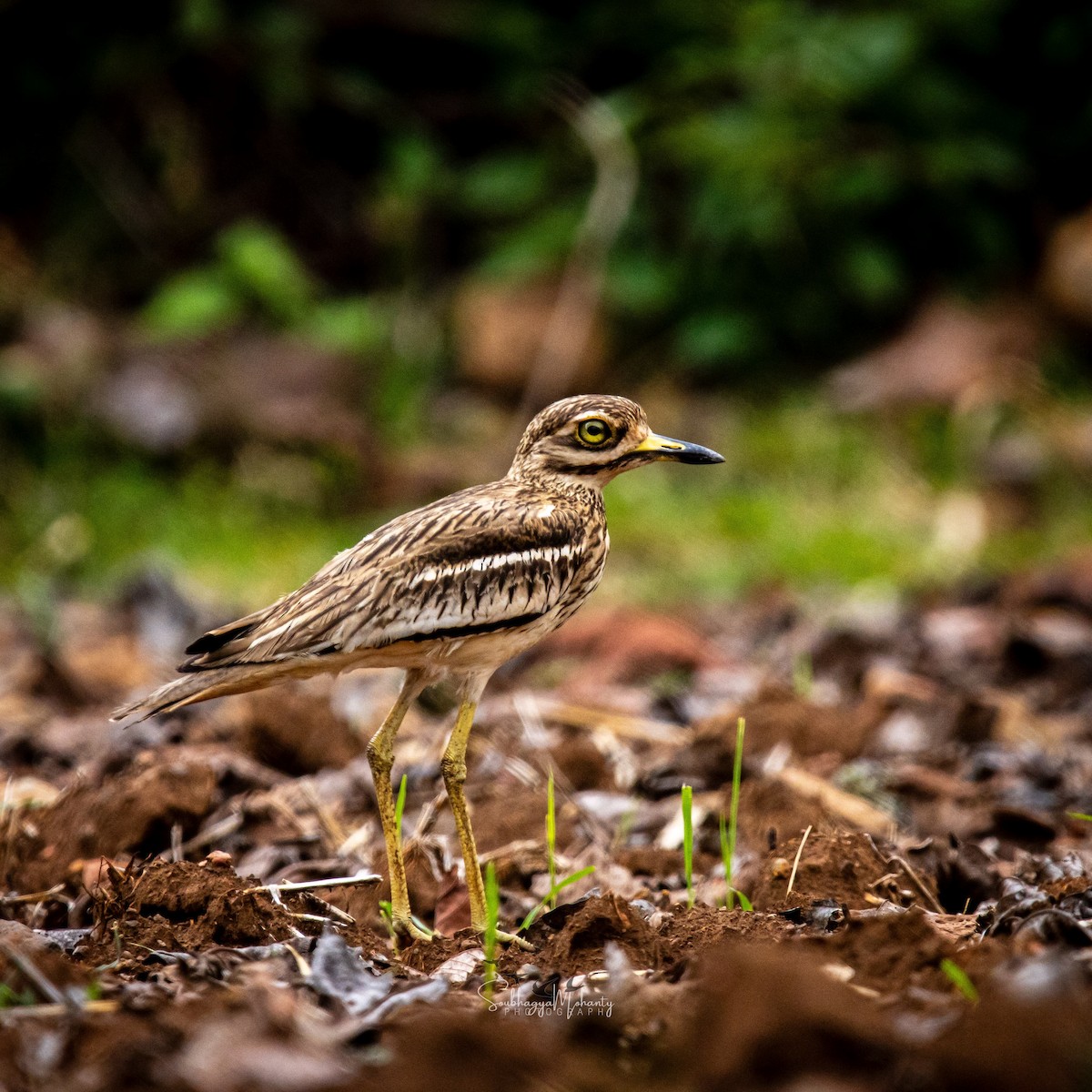 Indian Thick-knee - ML619382964