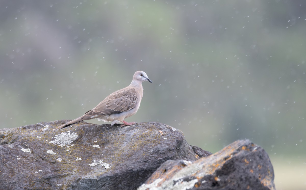 Spotted Dove - ML619382966
