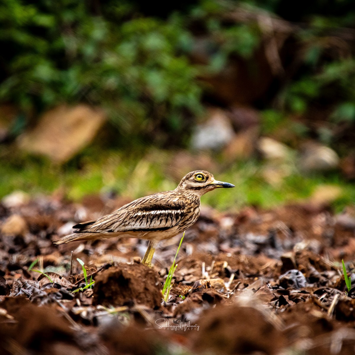 Indian Thick-knee - ML619382976