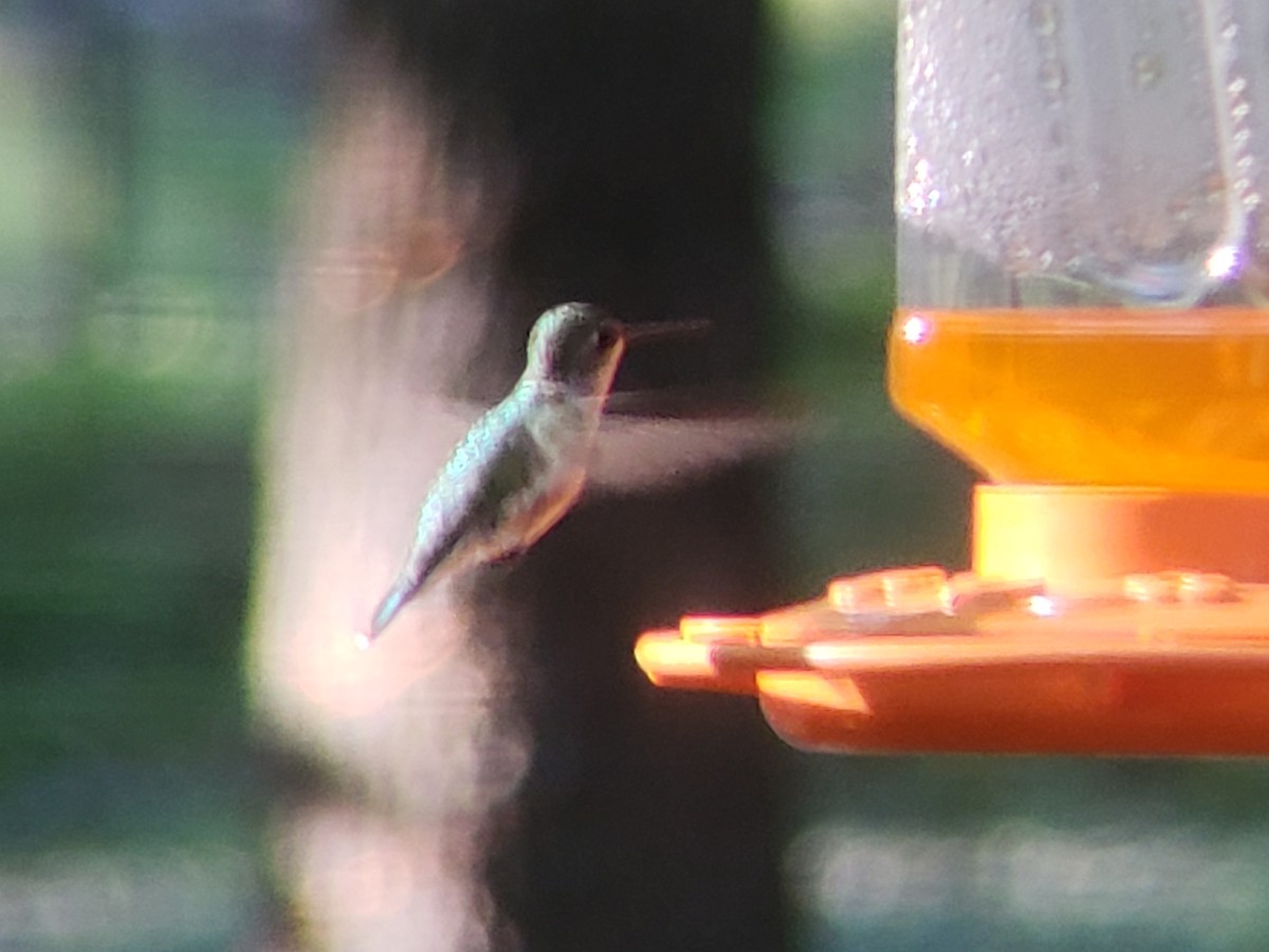 Ruby-throated Hummingbird - ML619382978