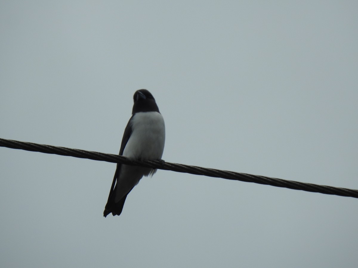 White-breasted Woodswallow - ML619382990