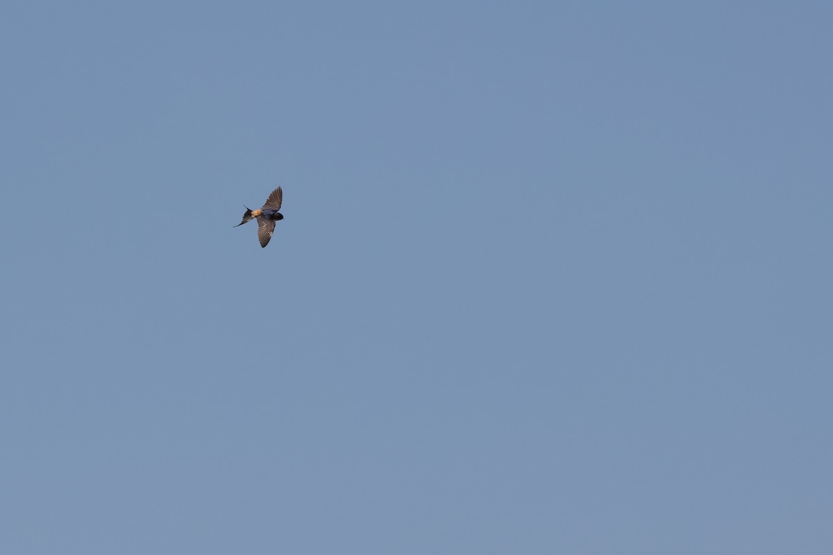 Red-rumped Swallow - ML619382991