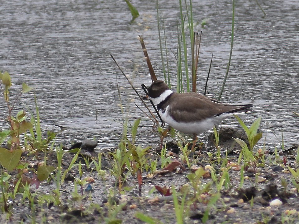 Semipalmated Plover - ML619383055