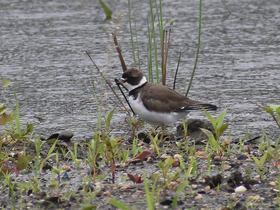 Semipalmated Plover - ML619383056