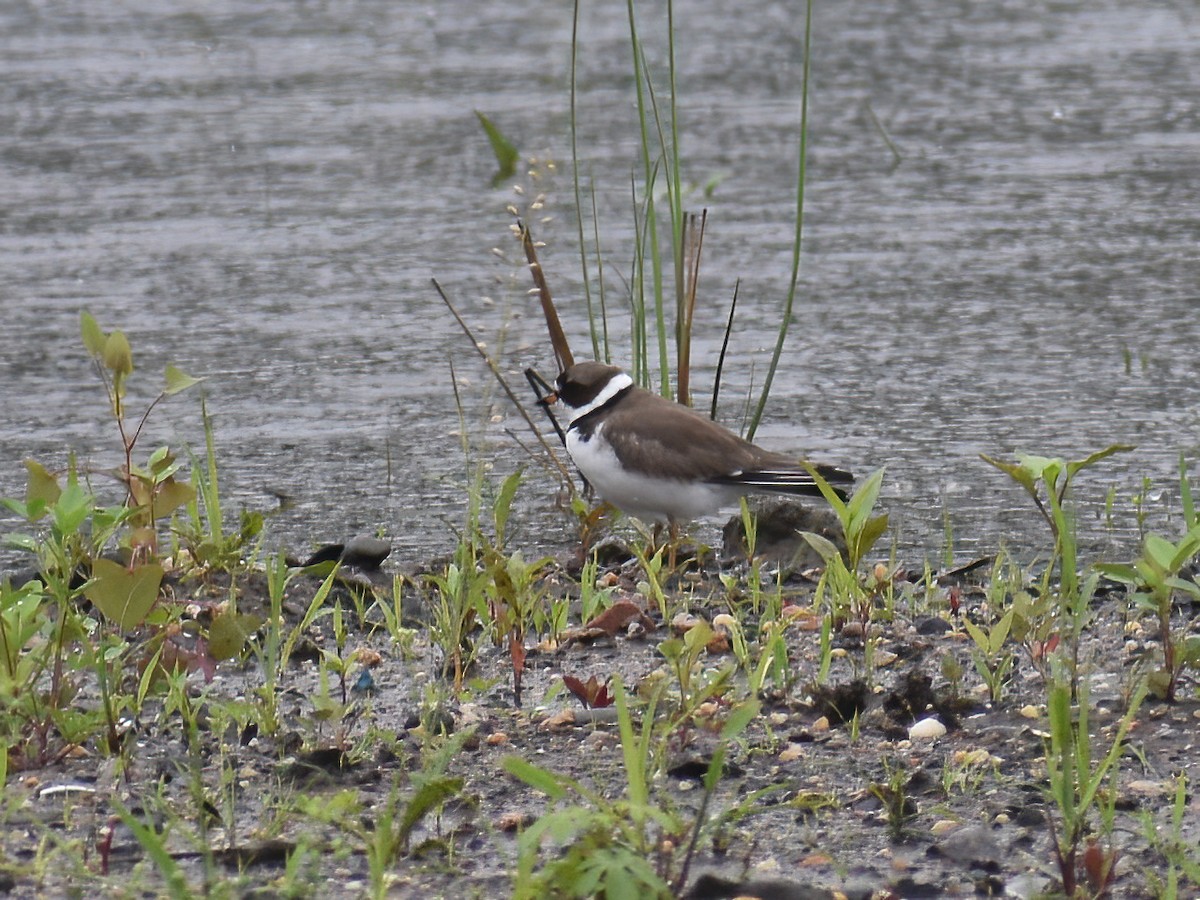 Semipalmated Plover - ML619383057