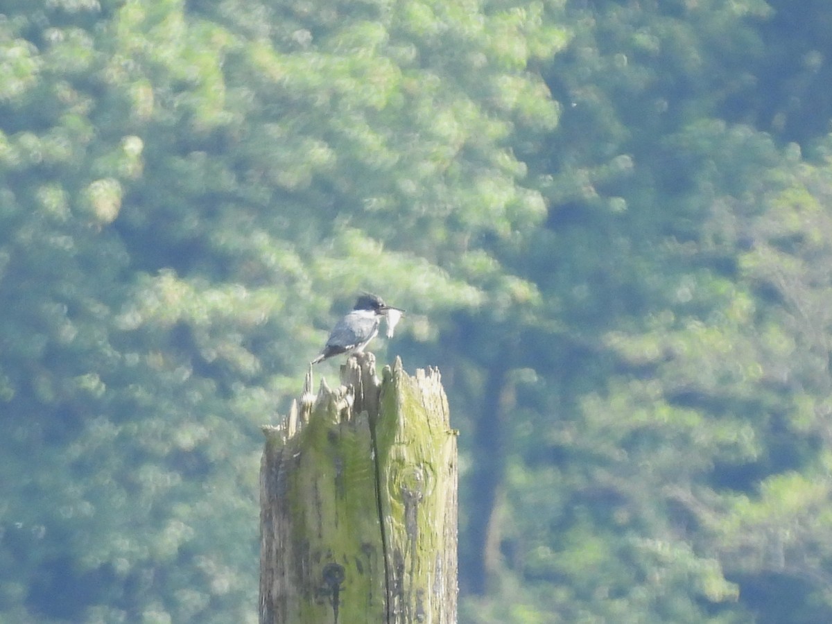 Belted Kingfisher - ML619383166