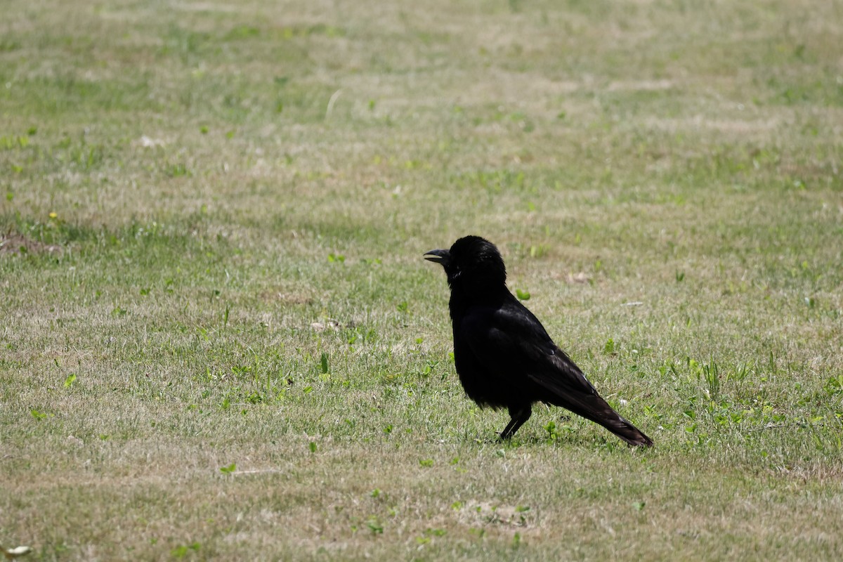 Corvus sp. (crow sp.) - ML619383176