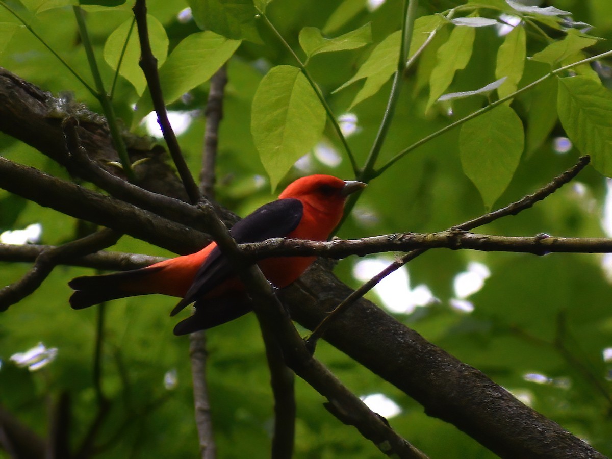 Scarlet Tanager - ML619383181