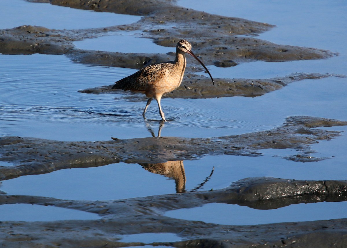 Long-billed Curlew - ML619383207
