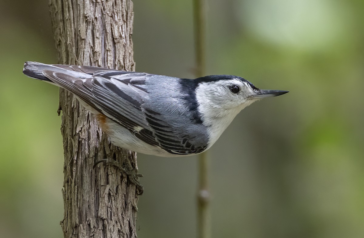 White-breasted Nuthatch - ML619383217
