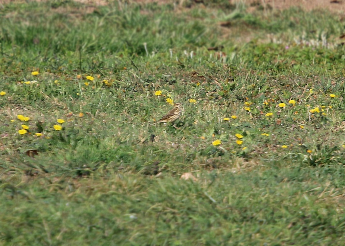 Red-throated Pipit - ML619383282