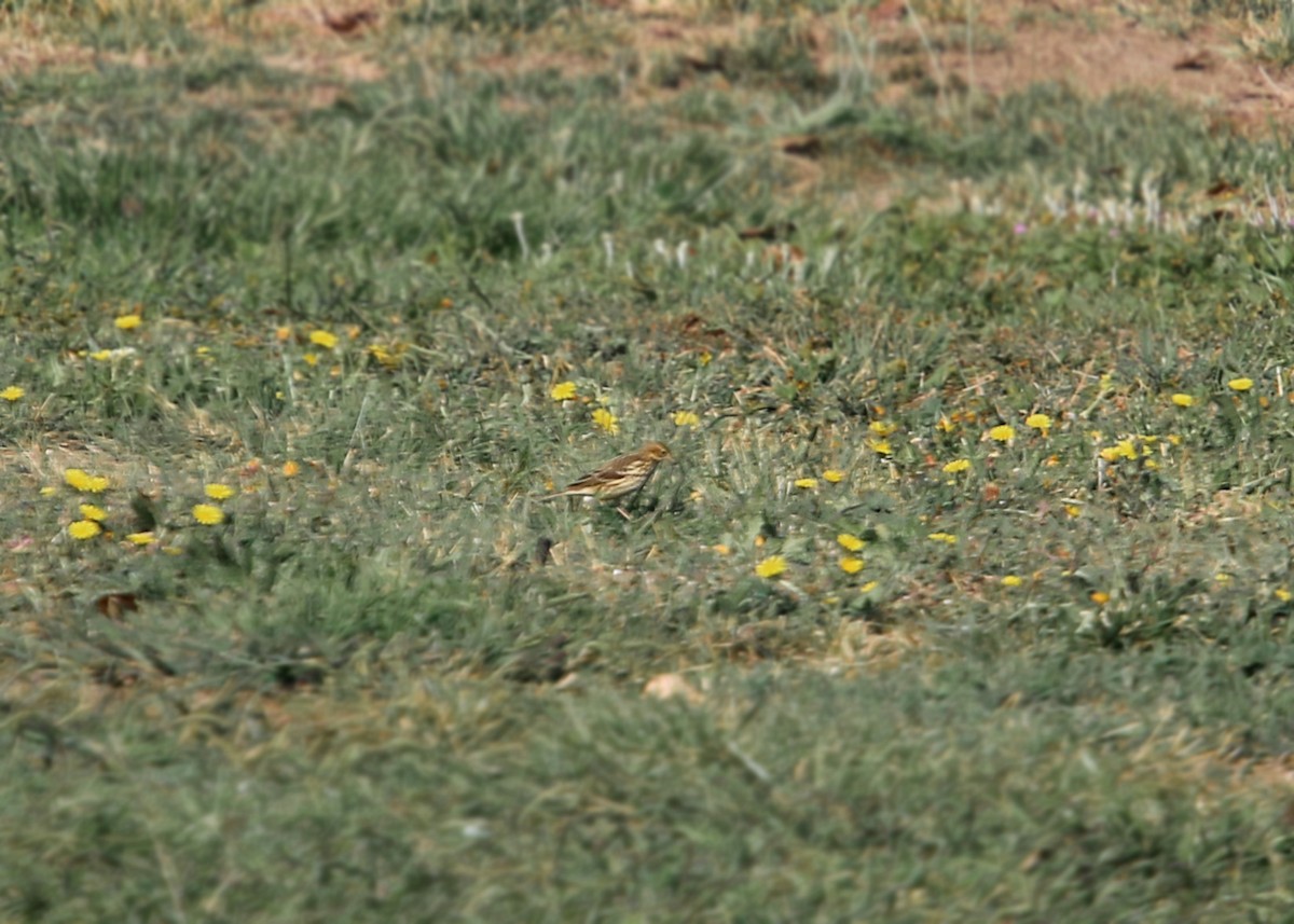 Red-throated Pipit - ML619383291
