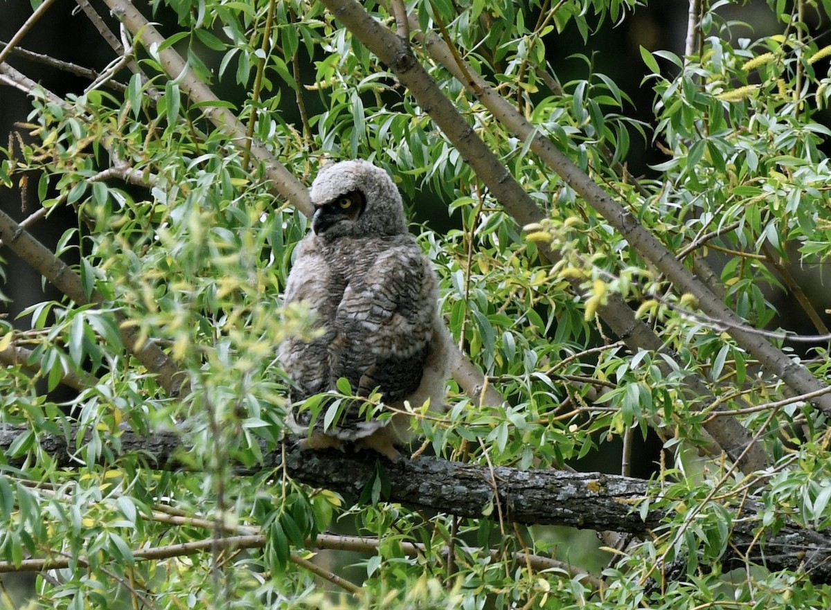 Great Horned Owl - ML619383300