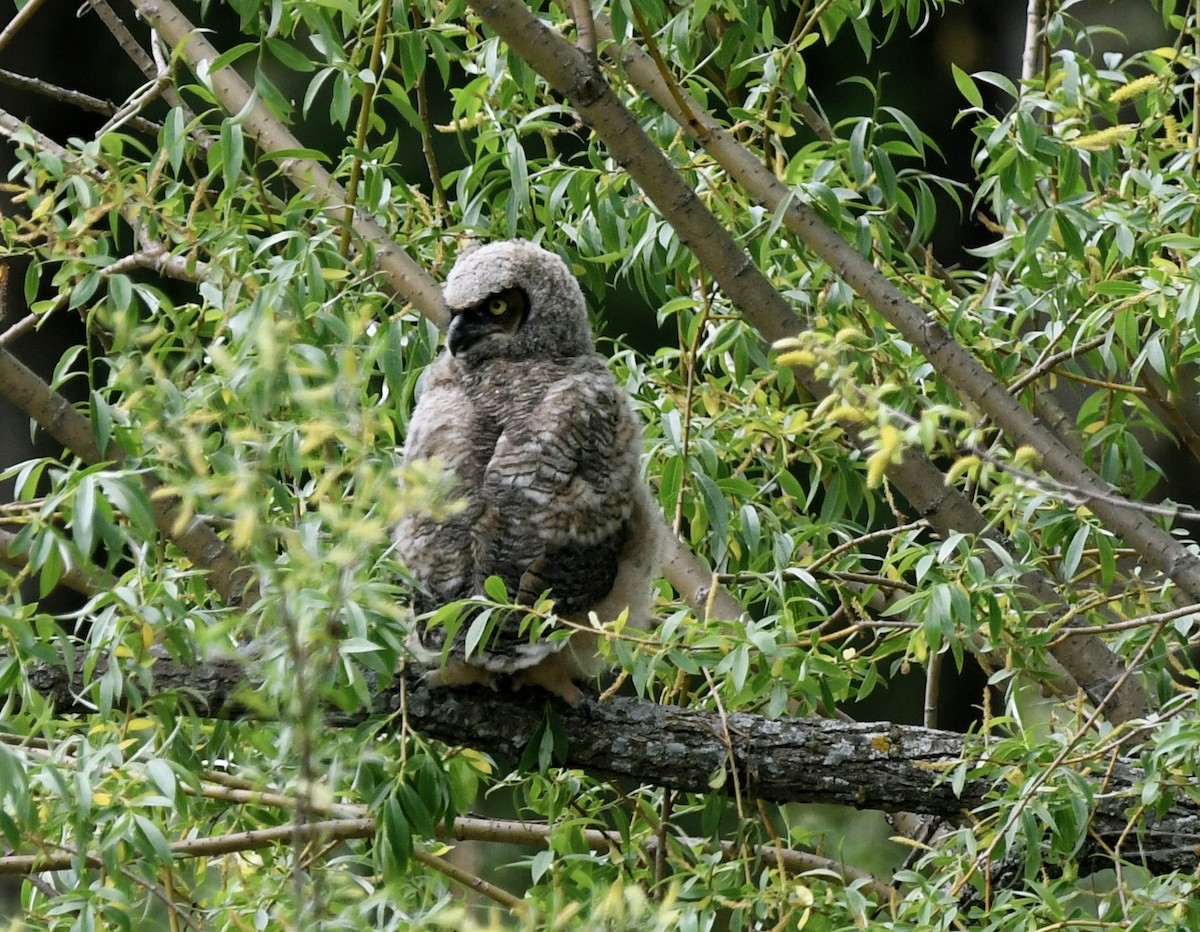 Great Horned Owl - ML619383301