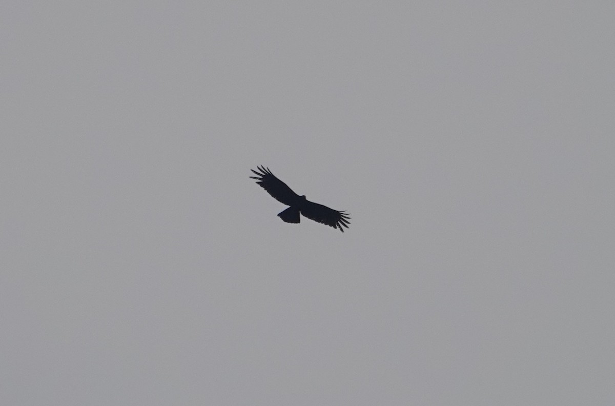 Black Eagle - ML619383326