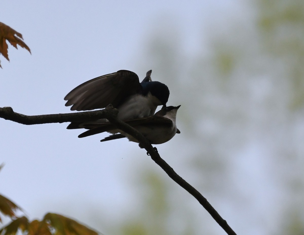 Tree Swallow - ML619383341