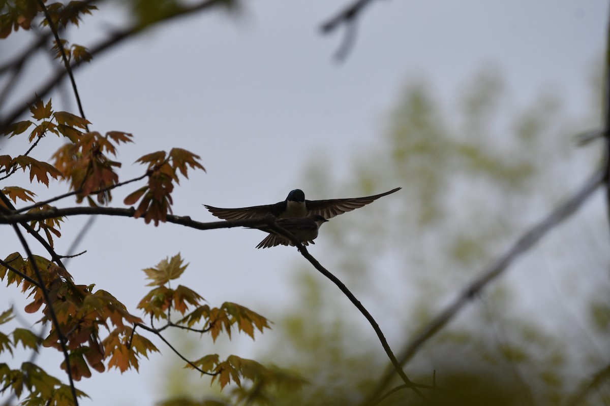 Tree Swallow - ML619383344