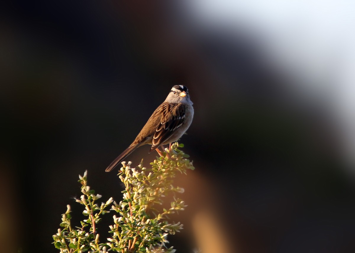 White-crowned Sparrow - ML619383371