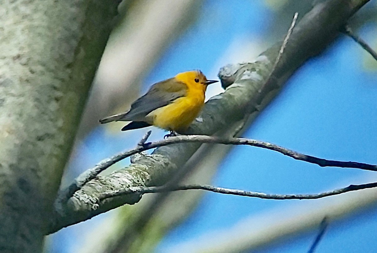 Prothonotary Warbler - ML619383376