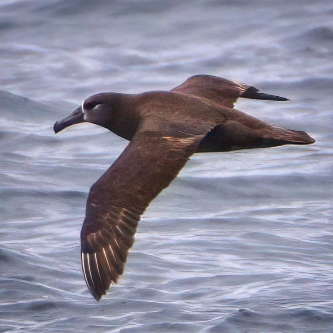 Albatros à pieds noirs - ML619383415
