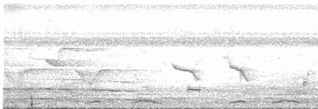White-eared Brown-Dove - ML619383426