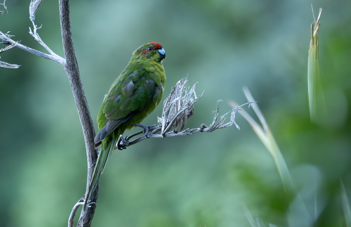 Red-crowned Parakeet - ML619383437