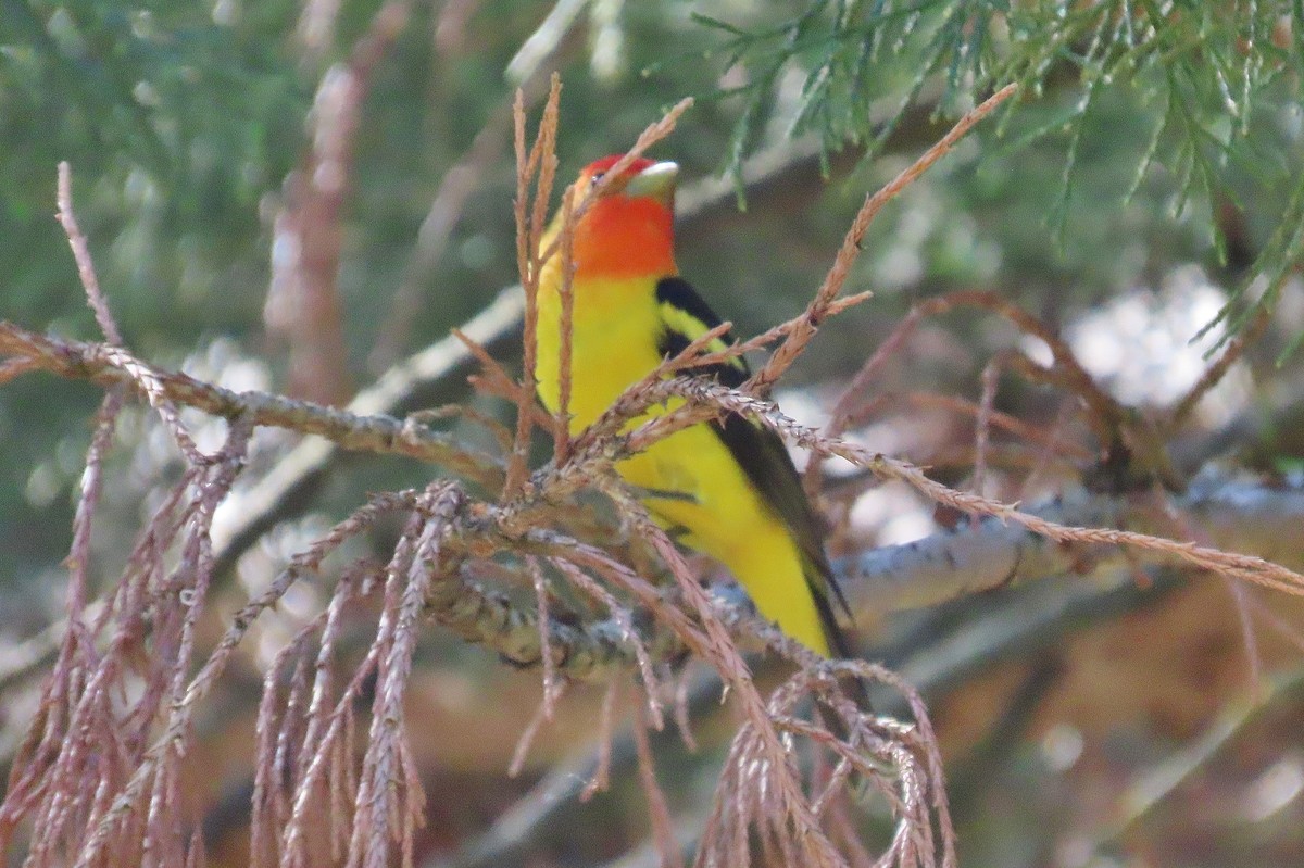 Western Tanager - ML619383444