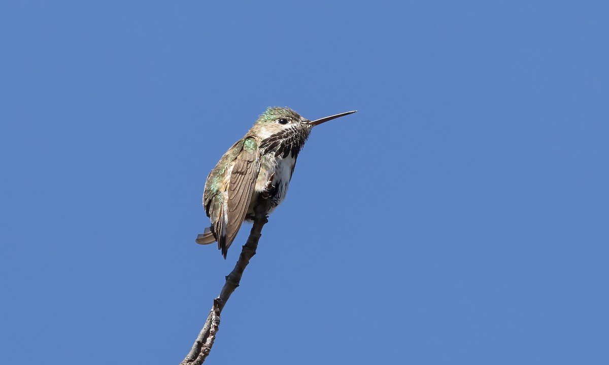 Calliope Hummingbird - ML619383464