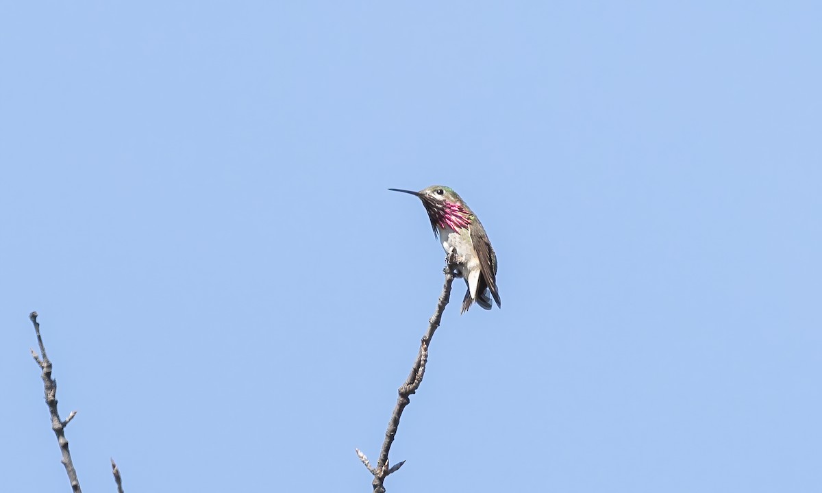 Calliope Hummingbird - ML619383465